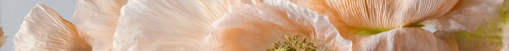 Bandeau novafleur 6
